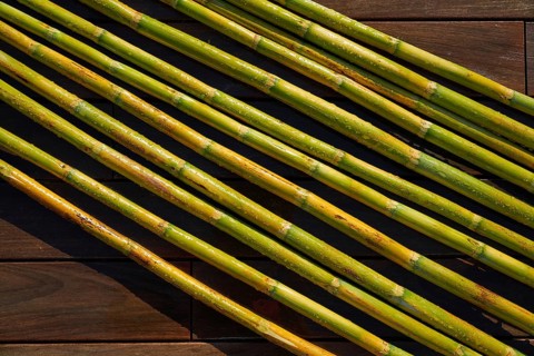 River canes green fresh for agriculture purposes in spain