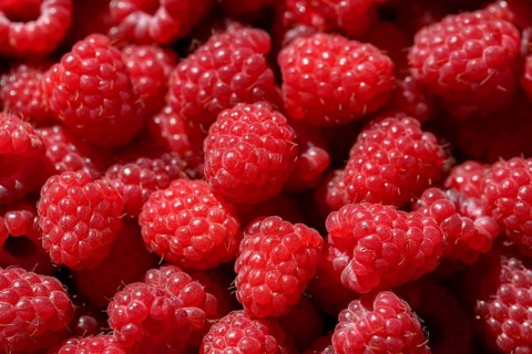 Delicious fresh and sweet red raspberries as food background. Healthy food organic nutrition. Rubus