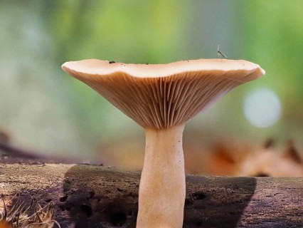 Monk's head (Infundibulicybe geotropa), blurred background, North Rhine-Westphalia, Germany, Europe