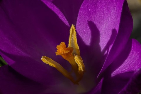 Purple crocus (Crocus vernus) in close-up with clear shadows under bright sunlight, Jena,