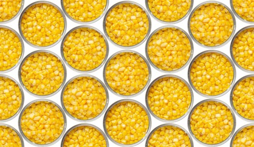 Seamless food background of flat lay view of opened tin cans with sweet corns isolated on white