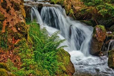 A small waterfall flows over rocks, surrounded by ferns and a tree, Todtnauer Wasserfall, Todtnau,