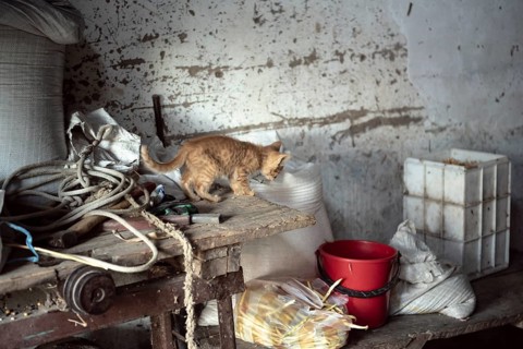 Interior of a rural storage room with a kitten on a table, from a house in a romanian village