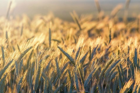 Wheat ears under the sunshine. Sun shining through ripe wheat