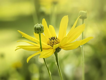 An image of a yellow flower moody background