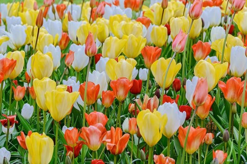 Flowerbed of tulips in the garden. Springtime in Netherlands Lisse, Netherlands