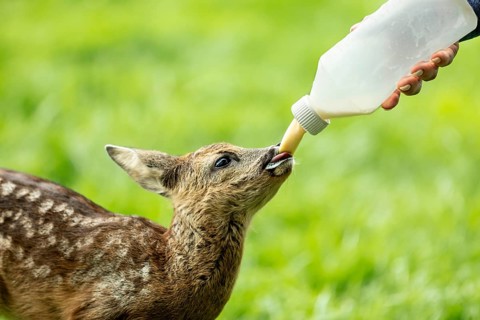Baby Fawn wird mit der Flasche gefüttert an einem schönen Tag im Frühling