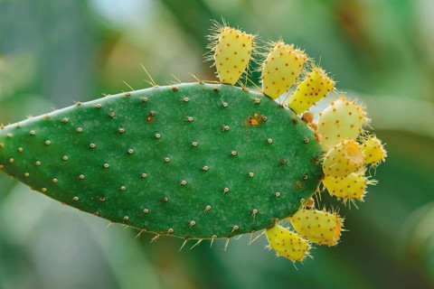 Opuntia, commonly called prickly pear, with fruits Balchik, Bulgaria, Europe