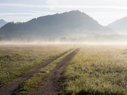 Field path, early morning mist in a meadow, near Irdning. Enns Valley, Styria
