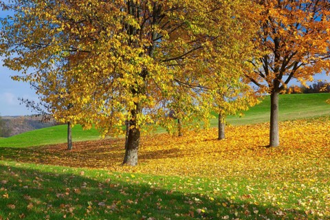 City park with autumn colors at sunset