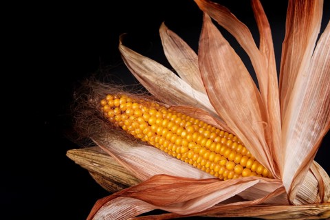 A withered corn corn cob with withered leaves on a black background