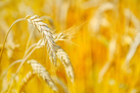 Ripe wheat on blurry background close up
