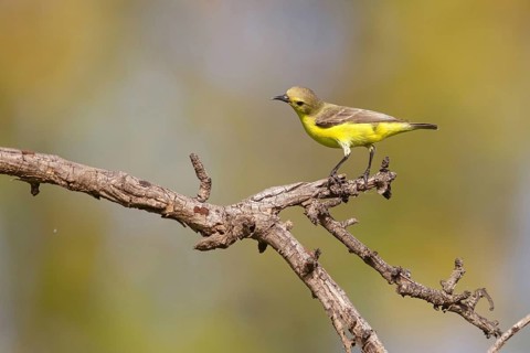 Green-breasted Sunbird, Green-throated Sunbird, Hedydipna platura, Anthodiaeta platura, (Anthreptes