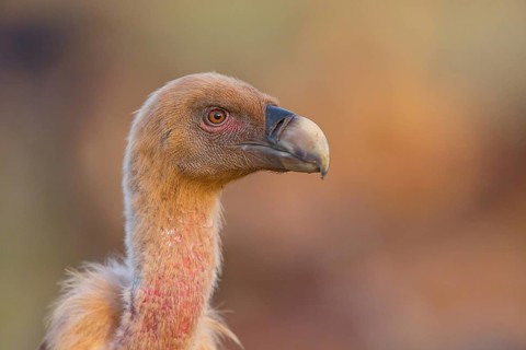 Griffon Vulture, Eurasian Griffon Vulture, Griffon Vulture, Eurasian Griffon, (Gyps fulvu), Vautour