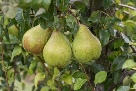 Pyrus communis VEREINS DECHANTSBIRNE TRIER, Cambridge Botanical Garden, Germany, Europe