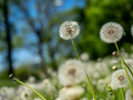 Dandelion (Taraxacum), dandelions, in a meadow, Offenbach am Main, Hesse, Germany, Europe