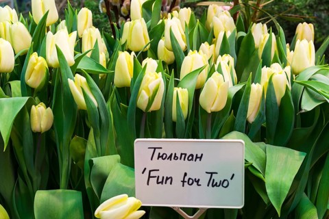 Tulipa of the Fun for Two species in a greenhouse. Translation of the word on nameplate: