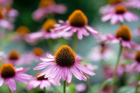 Narrow-leaved purple coneflower (Echinacea angustifolia)