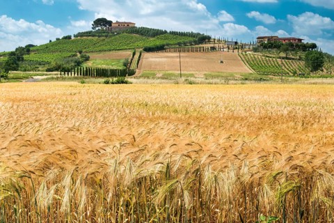 Getreide und Landwirtschaft in der Toskana