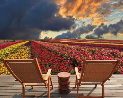 Two chaise lounges for rest stand on a scaffold at a picturesque flower field. The spring