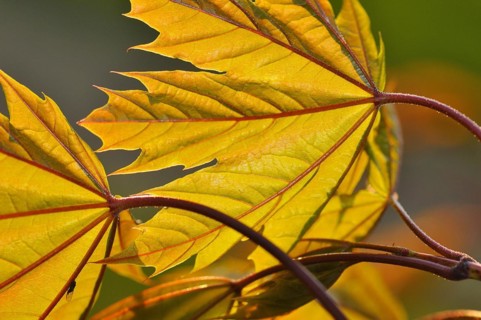 Fresh leaves of Norway maple in spring. Maples (Acer)