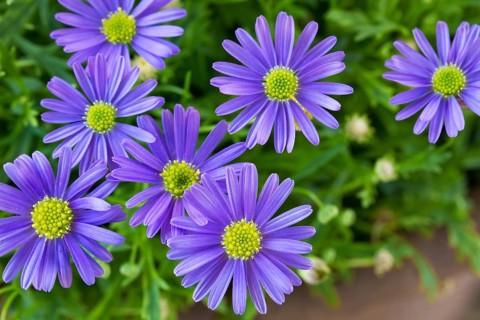 Swan river daisy (Brachyscome iberidifolia)