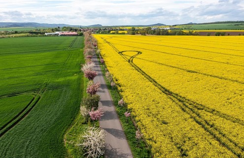 Flowering trees All between Weddersleben and Warnstedt