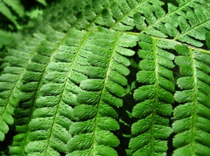 Close up of fresh green fern leafs background