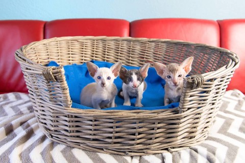 Little pure breed modern Siamese kitten sitting in basket