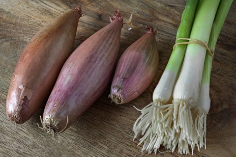 Shallots and spring onions
