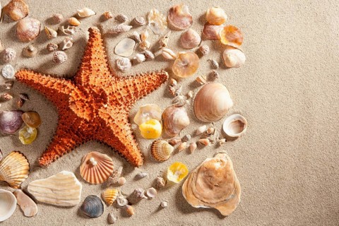 Beach with white sand and starfishwith shells still life like summer vacation background