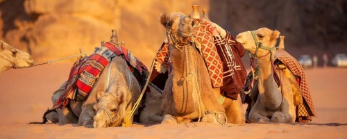 Camels lying down in the desert sand, Wadi Rum, Jordan banner