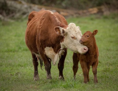 Momma Cow and Calf Sharing a Nuzzle