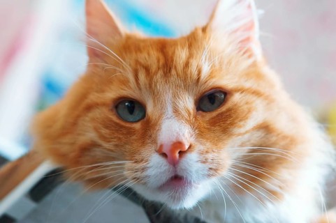 Ginger house cat, well maintained clean fluffy cat