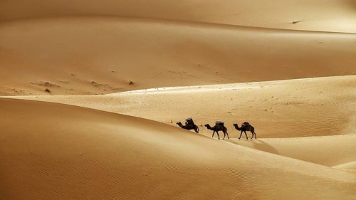 Camel caravan going through the sand dunes in the Sahara desert, Morocco, Africa