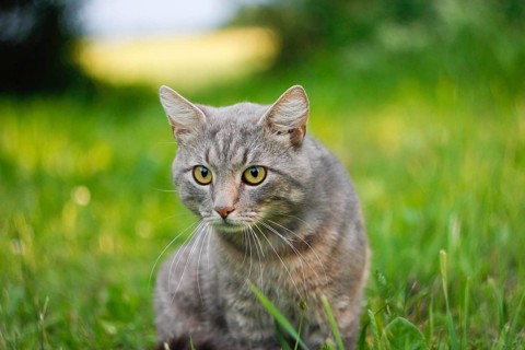 Close-up of an alert gray cat in grass, surrounded by greenery