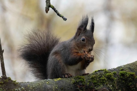 Squirrel holding nut in hands sitting on tree trunk looking right