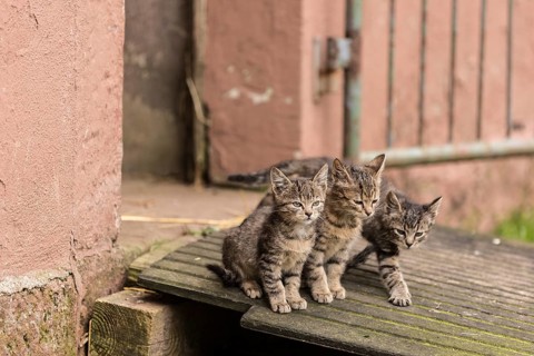 Three beautiful kittens in their natural habitat