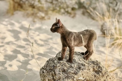 Little Black Kitten on the Stone in Desert Varna, Bulgaria, Europe