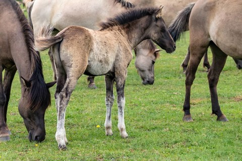 The Dülmen horses live wild near Dülmen, in the Merfelder Bruch nature reserve in North