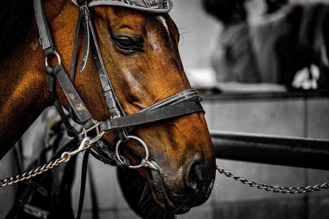 Brown horse with good hair. Shooting Location: Sendai, Miyagi Prefecture