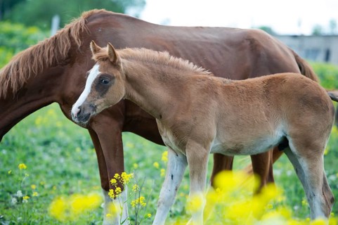 Portrait of chestnut foal walking in yellow flowers blossom paddock with mom