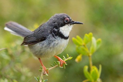Collared Apalis, (Apalis thoracica), Bar-throated Apalis, Apalis à collier, Apalis acollarado, De