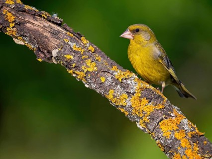 Greenfinch, Greenfinch, European Greenfinch, Western Greenfinch, Carduelis chloris, (Chloris