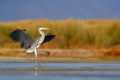 Grey grey heron (Ardea cinerea), Foraging, Boat Trip, Tiszaalpár, Kiskunsági National Park,