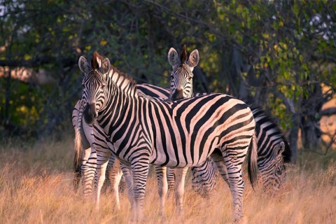 Africa, Botswana, plains zebra, Equus quappa, Botswana, Africa