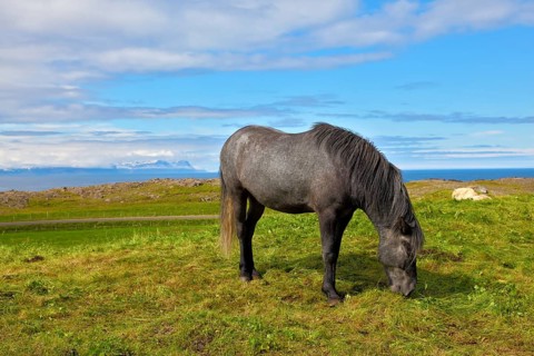 Farmer sleek gray horse. Beautiful horse grazing in a meadow near the farm. Iceland in July