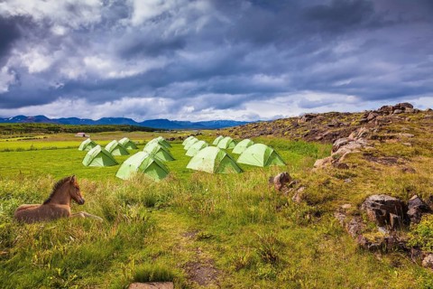 Icelandic horse have a rest near the summer campground. Summer holidays in Iceland
