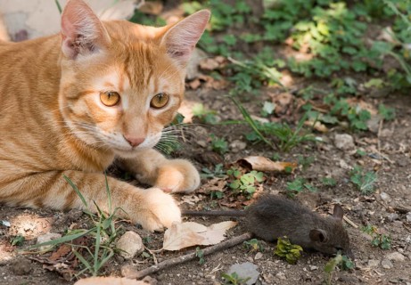 Cat and mouse in garden. Cat catching mouse