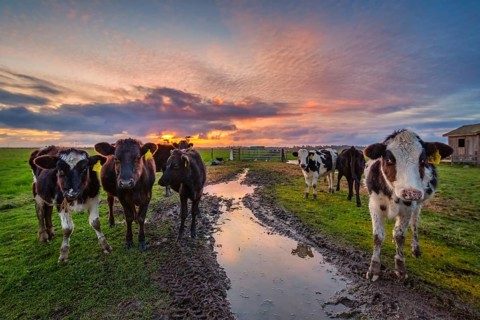 Friendly cows say hello at sunset. Northern California, USA, North America